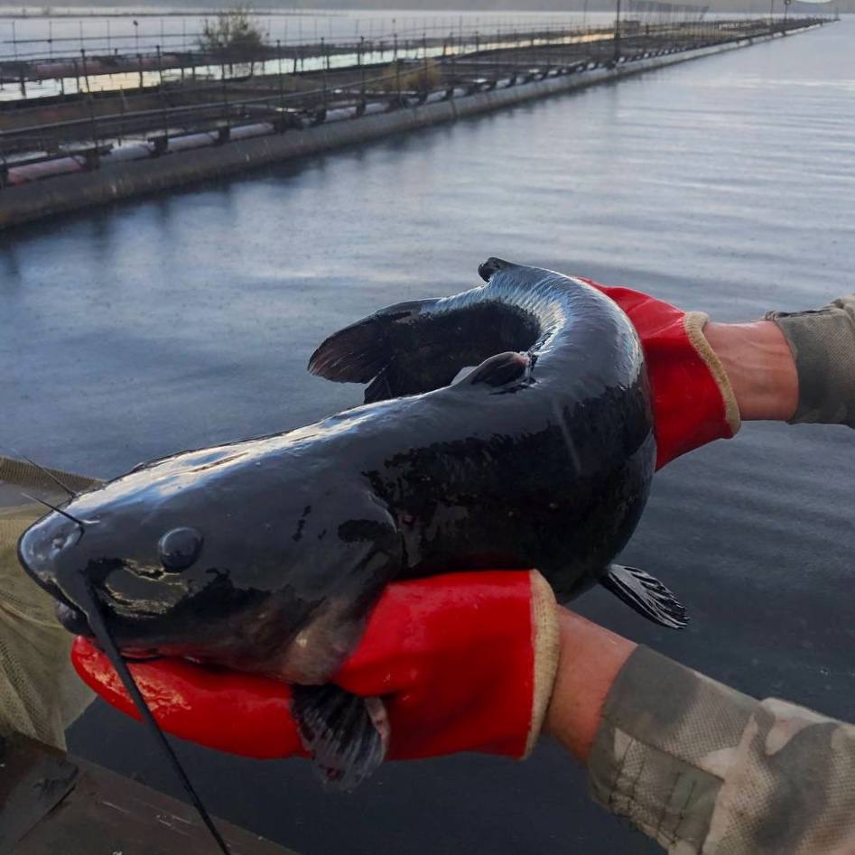 Сом канальный, свежий, охлажденный