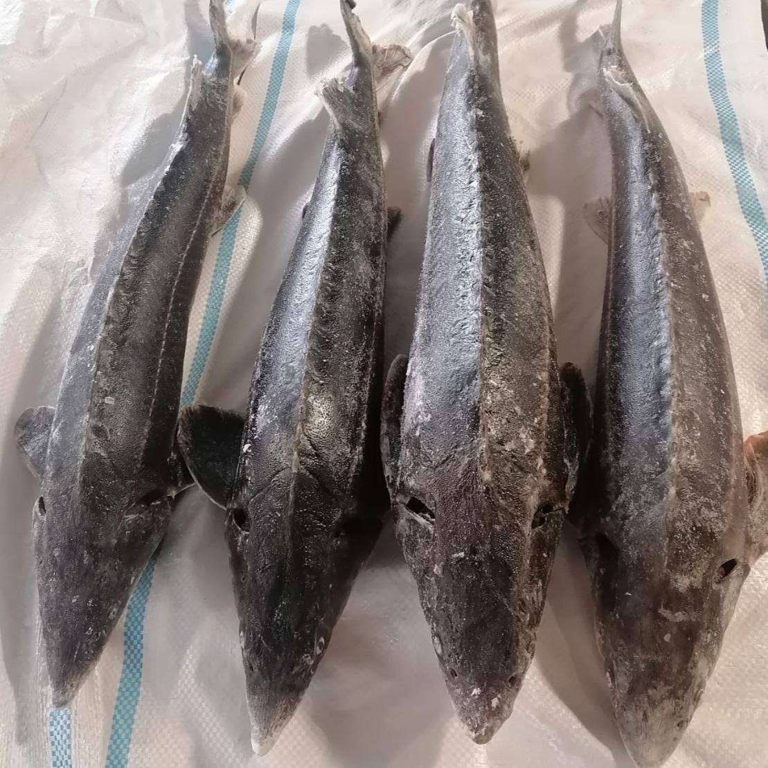 Стерлядь мороженая