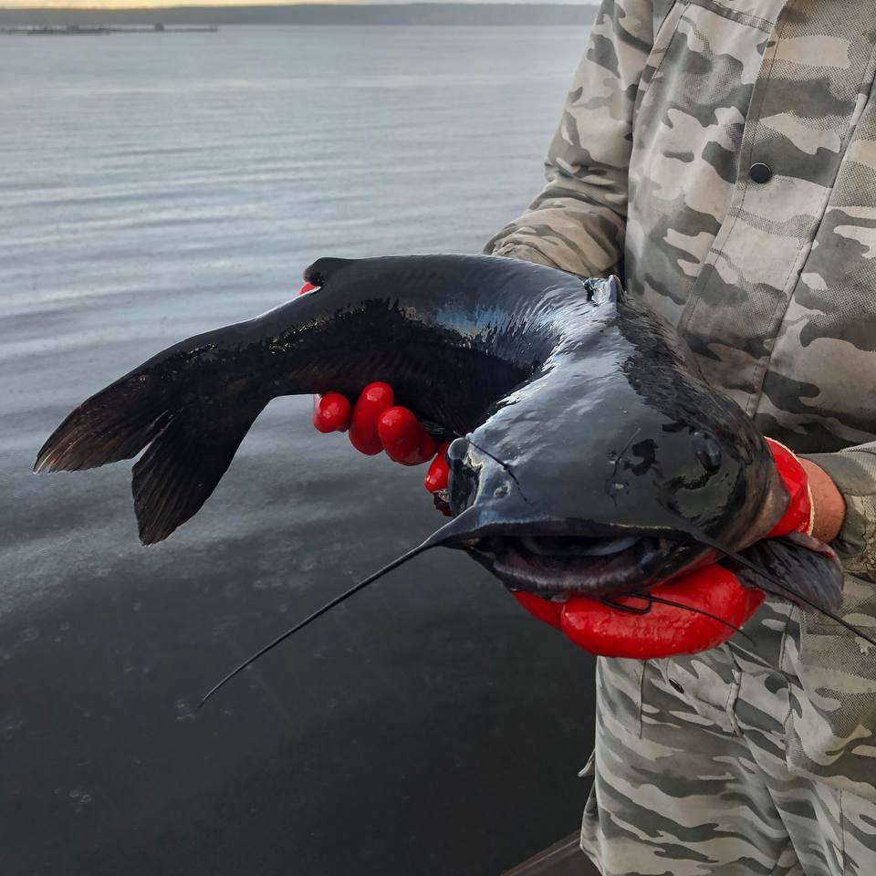 Сом канальный, свежий, охлажденный