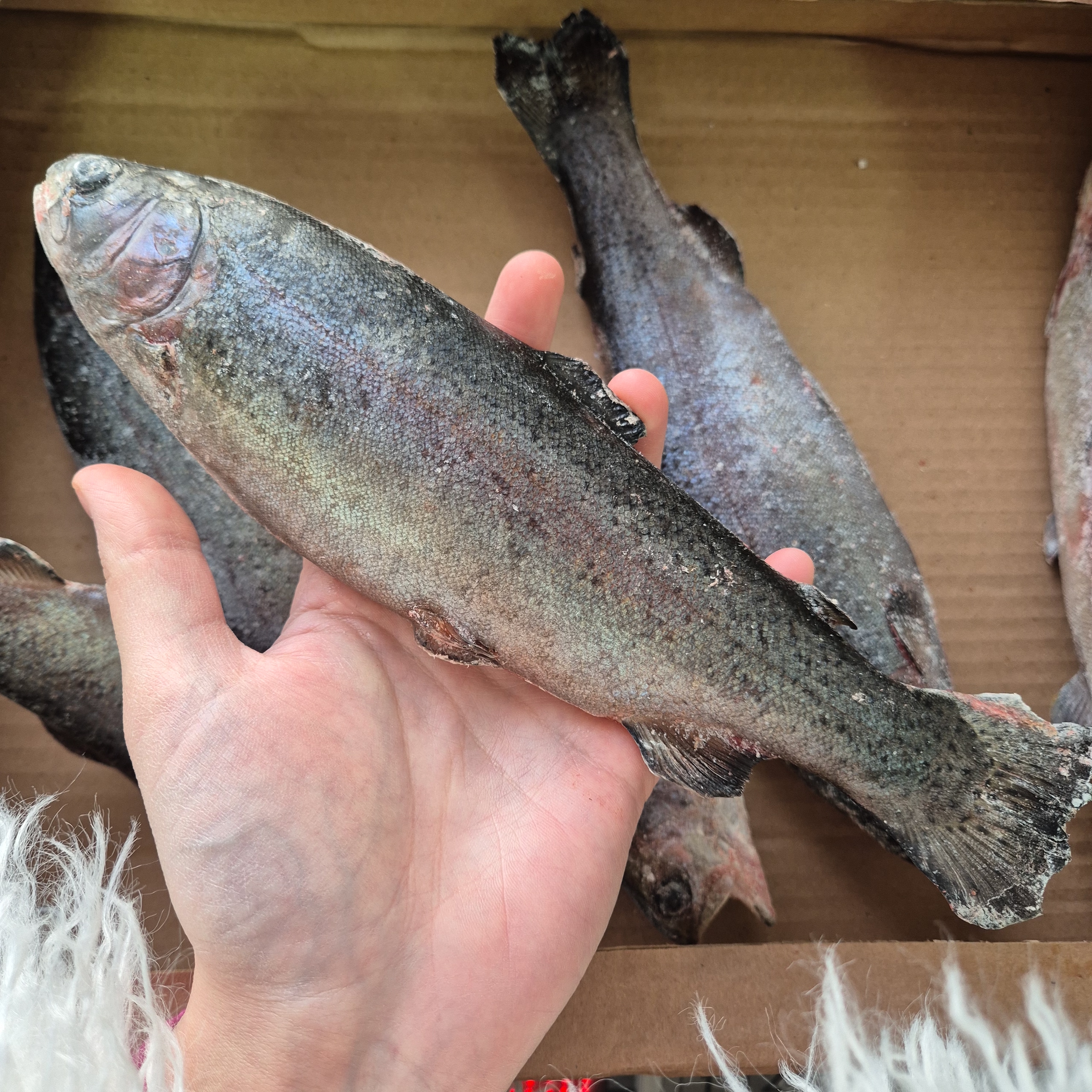 Форель мороженая порционная