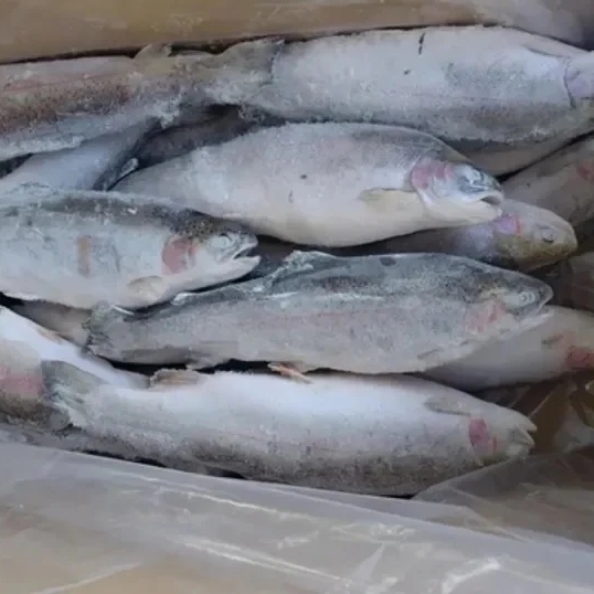 Форель мороженая крупная