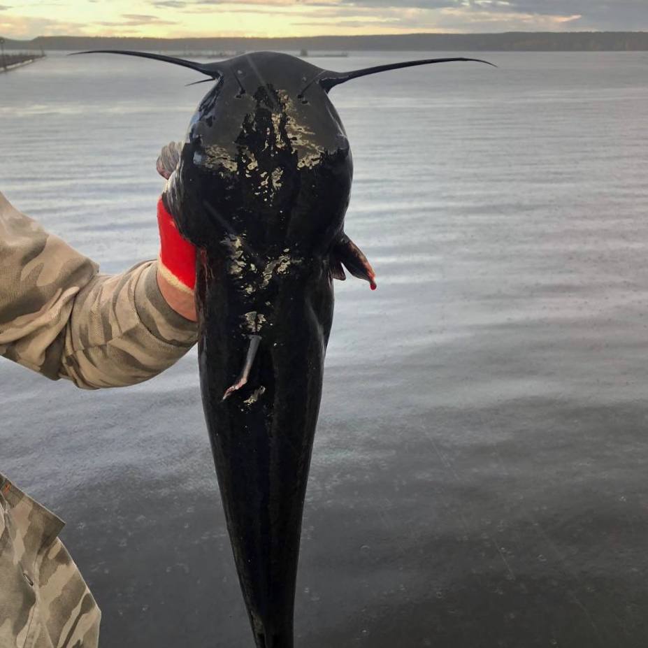 Сом канальный, свежий, охлажденный