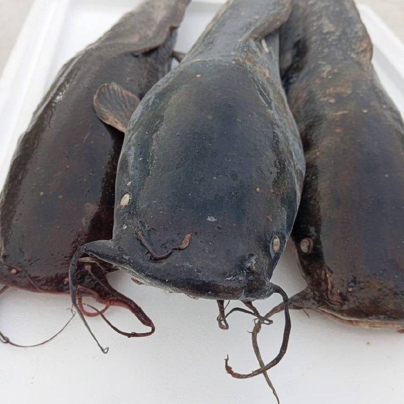 Сом клариевый (африканский) мороженый