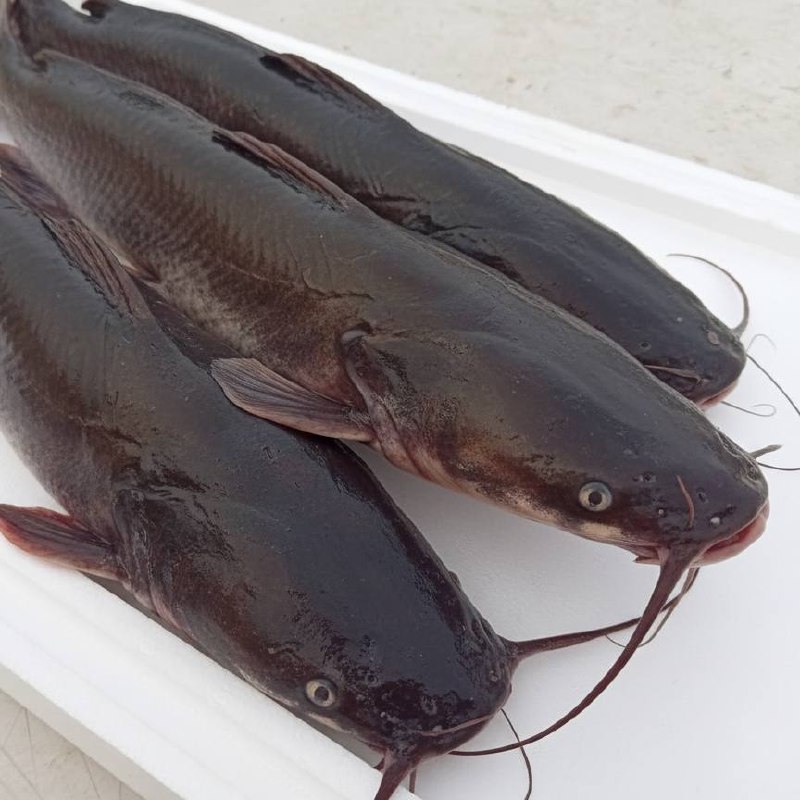 Сом клариевый (африканский) мороженый