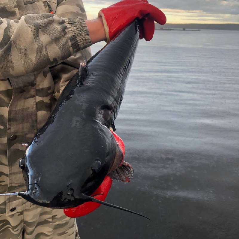 Сом канальный, свежий, охлажденный